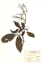 藏品(三葉山香圓)的圖片